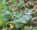 Achillea clavenae